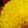 ポンポン菊(マクロ)