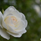 白薔薇