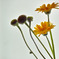 SDIM1084