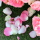 薔薇の花びら