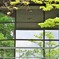 Reflection of trees