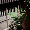 茶屋の裏の緑