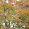 IMGP0161