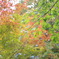 IMGP0162