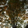 IMGP0231