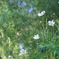 DSCF2970