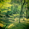 新緑の苔寺