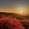 つつじと朝日