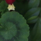 花　その106