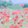 ポピー