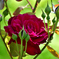 薔薇