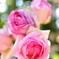 薔薇