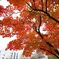 紅葉絢爛