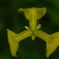 菖蒲