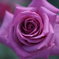 薔薇　4