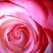 薔薇の写真