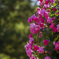 薔薇02