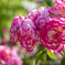 薔薇04