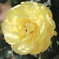 黄色の薔薇