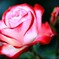 薔薇の写真