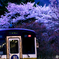 ローカル線の桜２