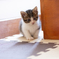 子猫18