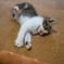 子猫21