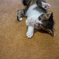 子猫23