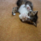 子猫24
