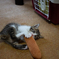 子猫27