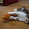 子猫28