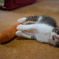 子猫29