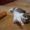 子猫30
