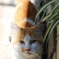 近所の猫