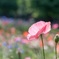 大都会の花畑