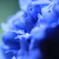 紫陽花