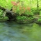 ツツジ咲く　奥入瀬渓流