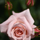 薔薇を愛でてみる