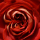 薔薇を愛でてみる　2