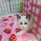 私を飼って～♪