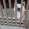 柴犬