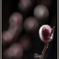 Sign of Spring