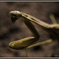 Mantis
