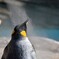 ペンギンの気持ち