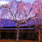 祥雲閣の枝垂れ桜