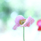 ☆Butterflyな風♪
