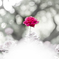 Flower, Shonai Ryokuchi, Nagoya-shi