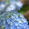 紫陽花の季節になりました