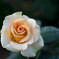 ザ、薔薇の巻き方
