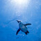 空飛ぶペンギン